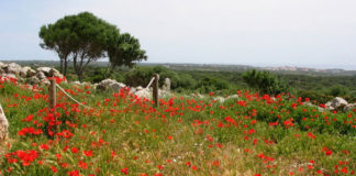 Flora de Menorca Flora de Menorca