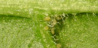 control de plagas menorca